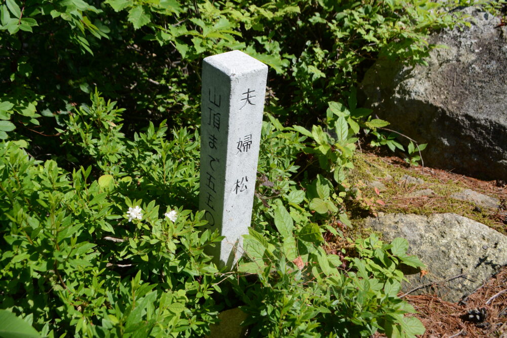 夫婦松