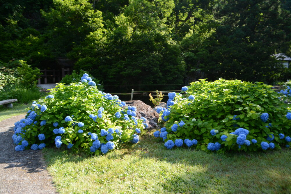 長者の池